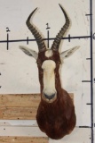 BLESBOK Shoulder Mount