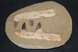 4 Authentic MOSASAUR Teeth in a Reproduction Jaw and Rock Matrix