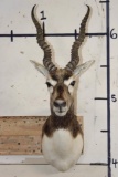 BLACKBUCK Shoulder Mount