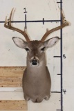 7-Point WHITETAIL DEER Shoulder Mount