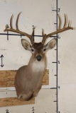 11-Point (Wide Rack) WHITETAIL DEER Shoulder Mount