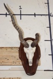 BLACKBUCK Skull on a Wooden Plaque