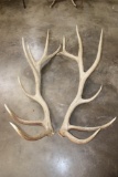 XL Set of 14-Point ELK Antler Sheds