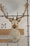 WHITE FALLOW DEER with Big Palms and a Wide Spread