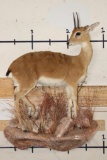 Life-sized ORIBI on a simulated Rock Wall Base