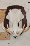 WARTHOG Skull on a Wooden Plaque