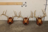 (3) WHITETAIL DEER Antler Racks on Matching Wooden Plaques (ONE$)