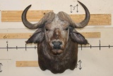 CAPE BUFFALO Shoulder Mount