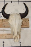 North American BUFFALO or BISON Skull with a Wire Hanger