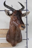 TSESSEBE Shoulder Mount