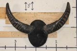 Big Mounted WATER BUFFALO Horns