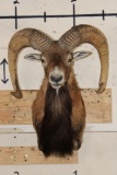 CORSICAN SHEEP Shoulder Mount