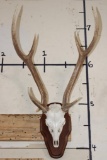AXIS DEER Skull on a Wooden Plaque with an Extra Brow Tine