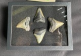 (4) Large MEGALODON SHARK Teeth Fossils in a Glass Display Case (ONE$)