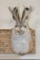 JACKALOPE Shoulder Mount with Real Antlers on a Wooden Plaque