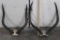 (2) Sets of IMPALA HORNS on Skull Caps (ONE$)