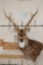 7-Point AXIS DEER Wall Pedestal Mount