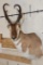 PRONGHORN Shoulder Mount