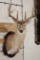 11-Point WHITETAIL DEER Shoulder Mount with a Drop Tine on a Wooden Plaque