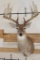 Big 12-Point WHITETAIL DEER Shoulder Mount