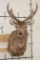 RUSA DEER Shoulder Mount