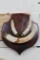 WARTHOG Tusks on a Wooden Plaque