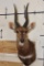 BUSHBUCK Shoulder Mount