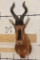 RED HARTEBEEST Shoulder Mount