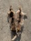 (2) *NEW* Tanned RACCOON Hides (ONE$)