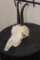 CHAMOIS Skull with All its Teeth