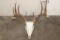 10-Point WHITETAIL DEER Skull with All its Teeth