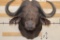 CAPE BUFFALO Shoulder Mount
