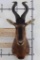 RED HARTEBEEST Shoulder Mount