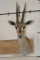THOMSON'S GAZELLE Shoulder Mount