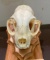 XL ALASKAN LYNX Skull with All its Teeth on an Oak Wood Pedestal Display