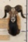 CORSICAN RAM Shoulder Mount