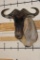 WHITE BEARDED GNU Shoulder Mount
