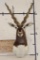 BLACKBUCK Shoulder Mount