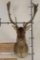 CHOCOLATE FALLOW DEER Shoulder Mount