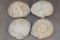 (4) AMMONITE FOSSIL Specimens from Morocco (ONE$)