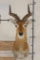 Big UGANDAN KOB Shoulder Mount