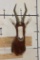 BLESBOK Shoulder Mount