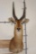 PUKU Shoulder Mount