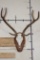 AXIS DEER Skull on a Wooden Plaque