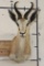 COMMON SPRINGBOK Shoulder Mount