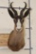 CHOCOLATE SPRINGBOK Shoulder Mount