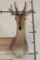 MOUNTAIN REEDBUCK Shoulder Mount