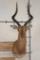 IMPALA Shoulder Mount