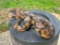 Life-sized Striking RATTLESNAKE with a Big Rattle