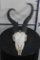 SPRINGBOK Skull with ALL its Teeth